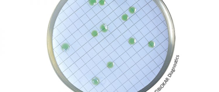 CN PSEUDOMONAS AGAR