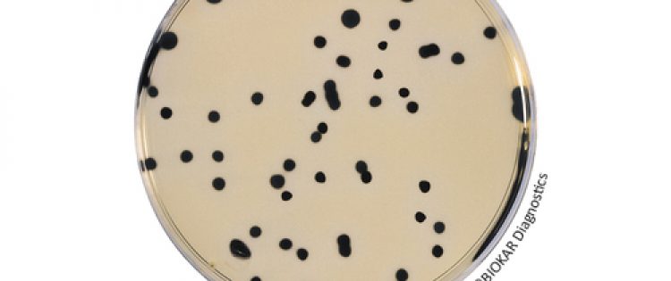 D-CYCLOSERINE SEL. SUPP.