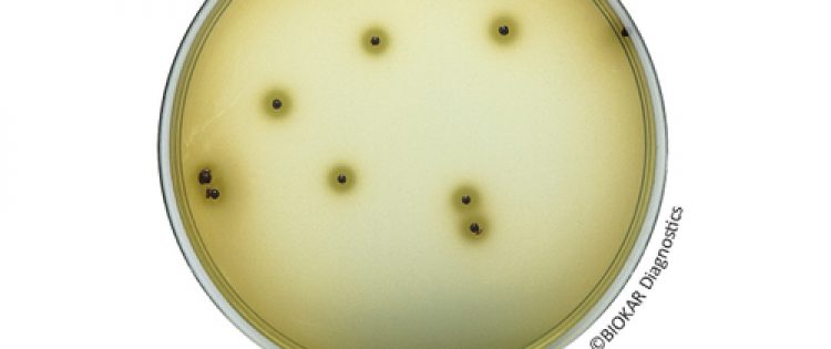 SULFITE DE BISMUTI