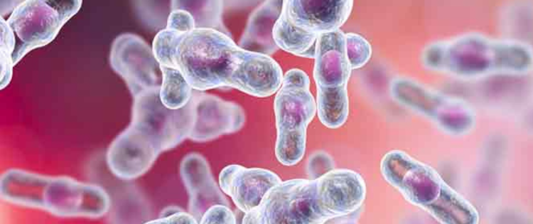 Clostridium difficile: cos’è, sintomi, diagnosi e come prevenirlo