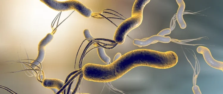 Helicobacter pylori: cos’è, sintomi, diagnosi e come eliminarlo