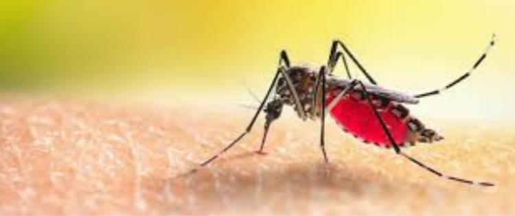 Allerta epidemiologica: aumento dei casi di virus West Nile in Italia